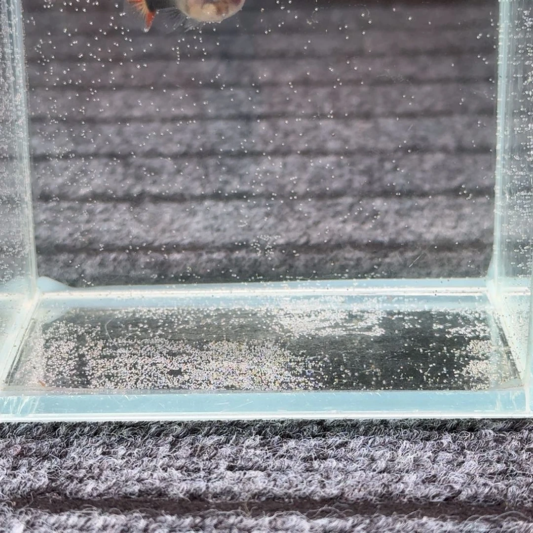 孔雀鱼一对深海蓝玻璃猫