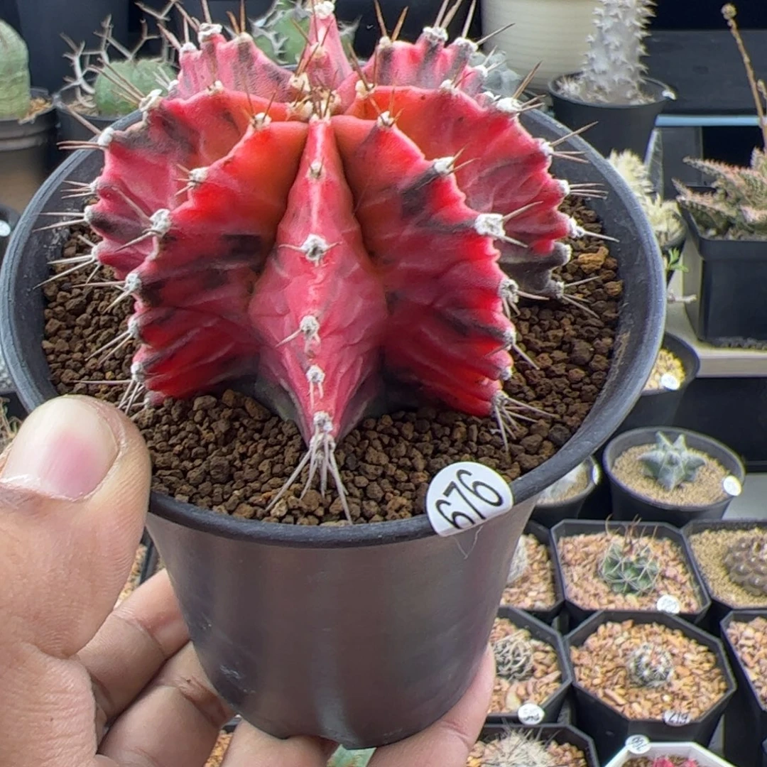 米哈实生自然锦6.6一物一拍676