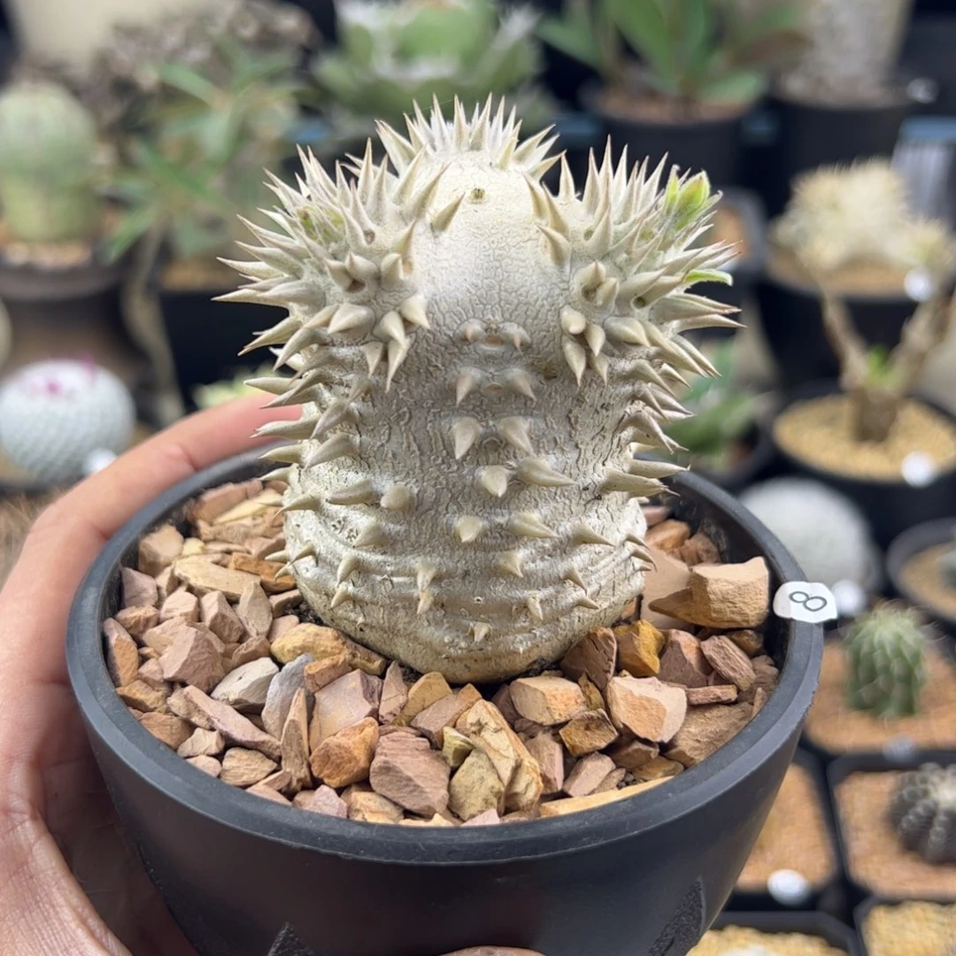 惠比大黑一物一拍8