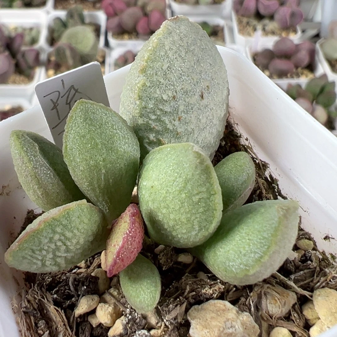 w琉璃多肉植物水泡