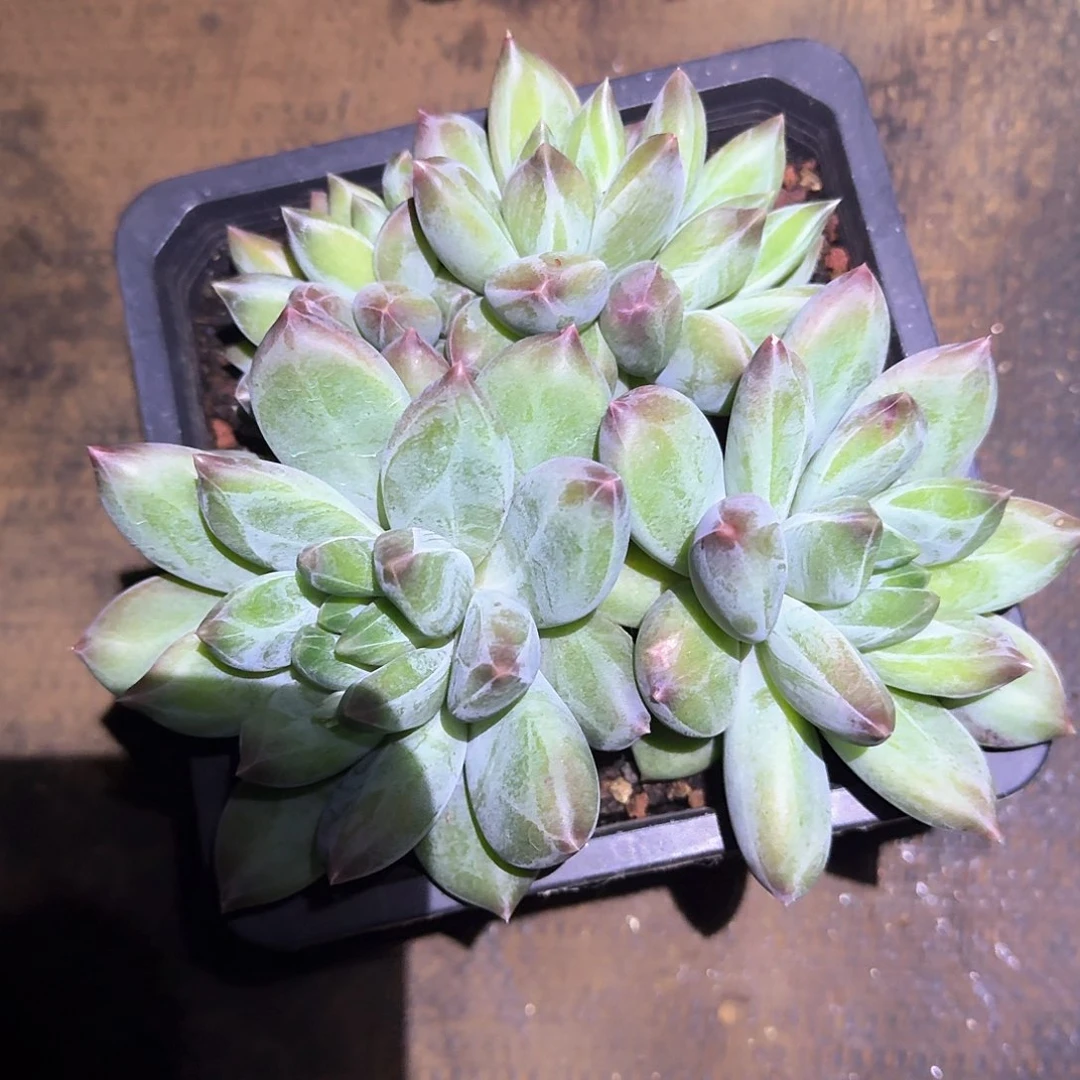 墨*恩重楼大群墨恩