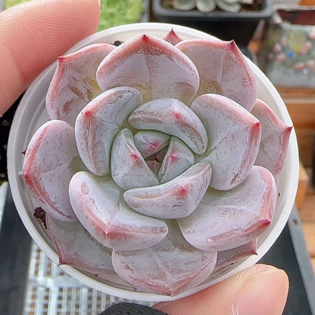 多肉0807-102暗纹暗纹
