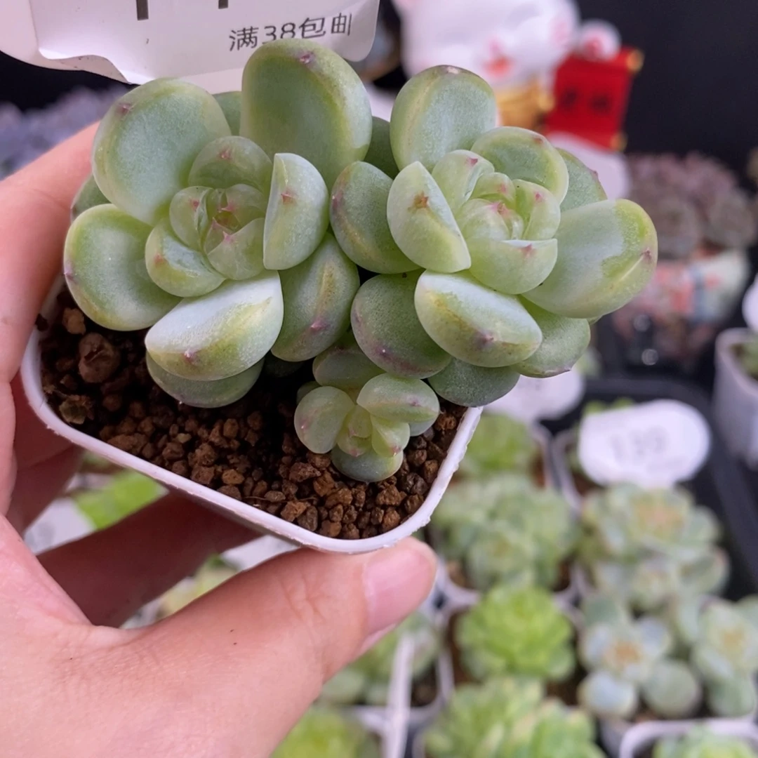 胖珍妮三头福利144号