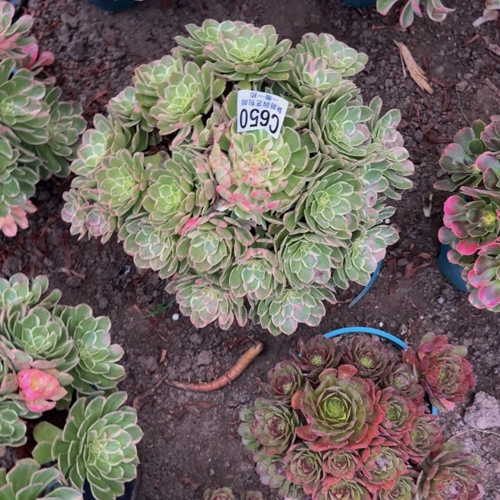 万紫千红花30-28包邮花花