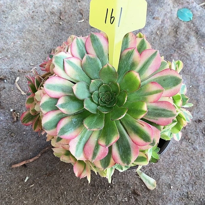 161 一颗雨何法师多肉