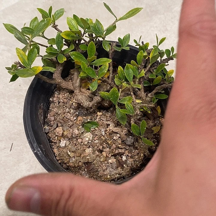 跃***梦完全开放海岛栀子花