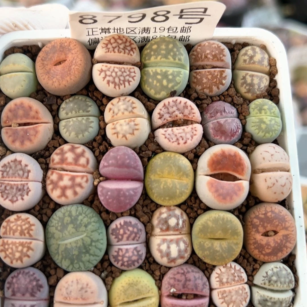 8798三年彩拼30颗1-1.5cm