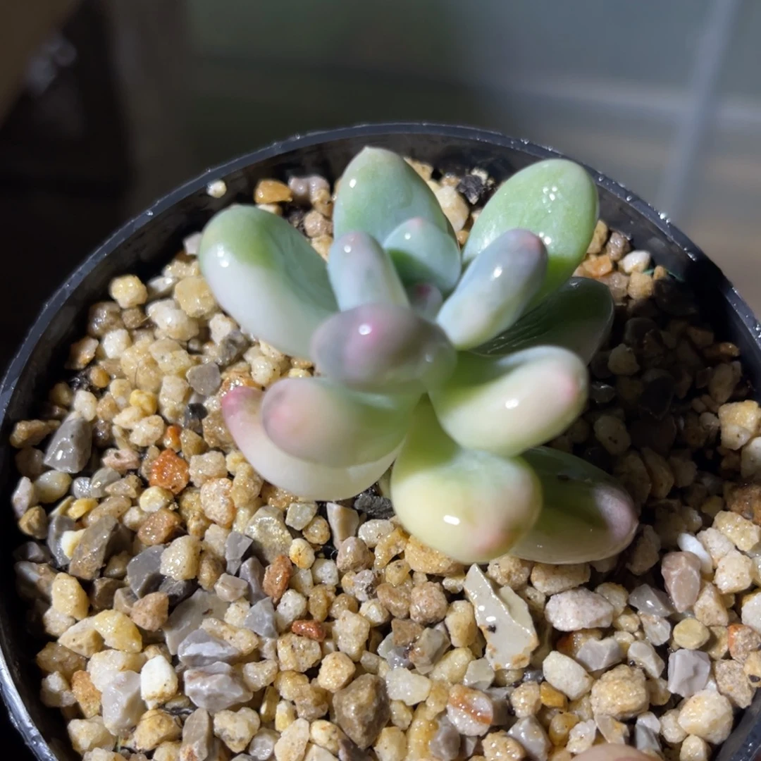 奶酪锦 一物一拍不支持退换