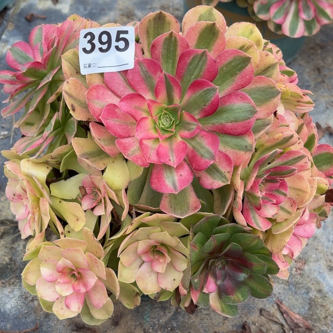 395雨河多破植物6679494