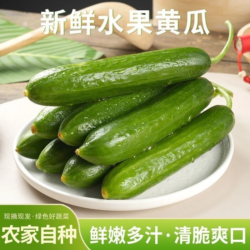 山东寿光水果小黄瓜新鲜现摘生吃脆嫩清甜多汁无刺 顺丰包邮