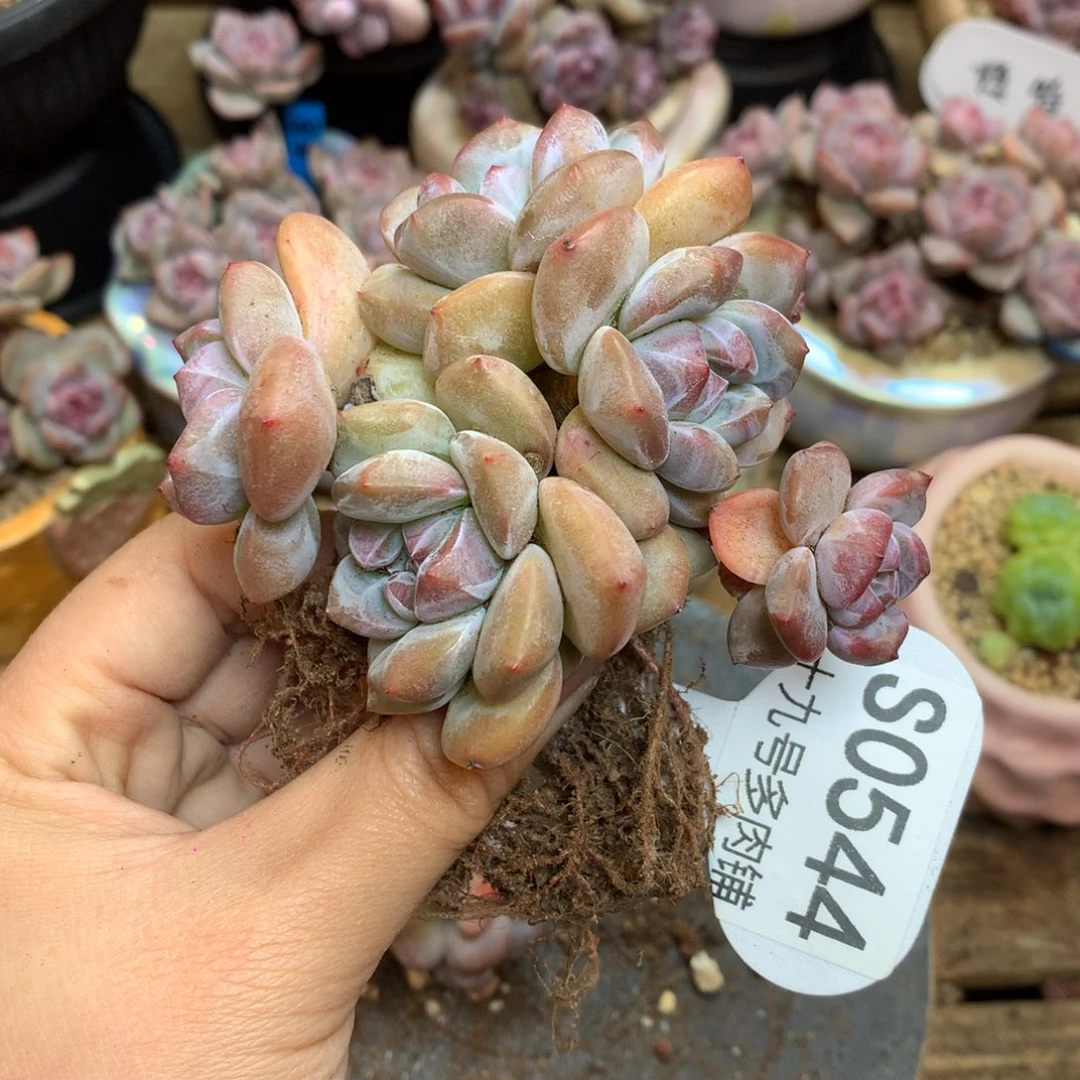 S0544 突尼斯 背景同款