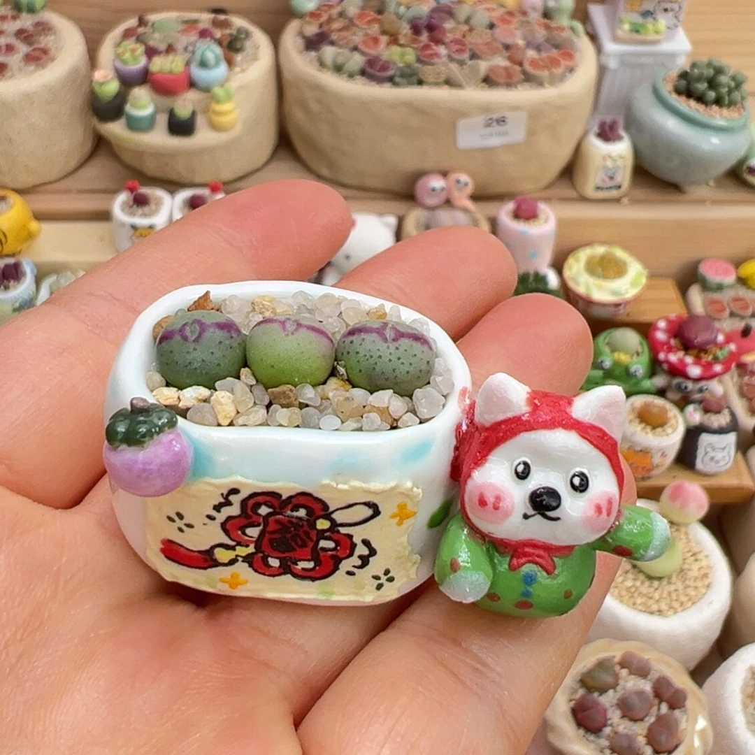 美***u多肉植物50号只要盆