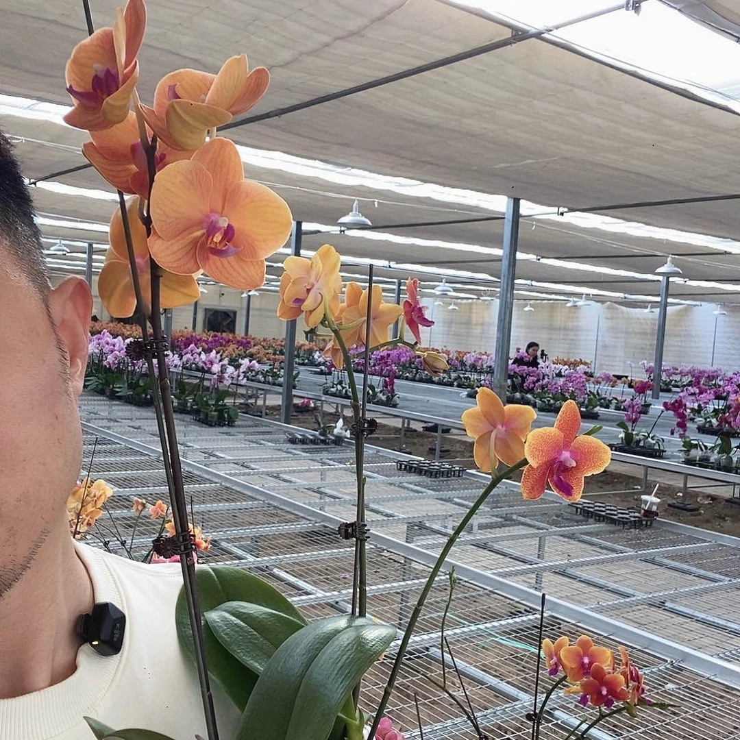 完全开放高芽香恋。博尔扎诺