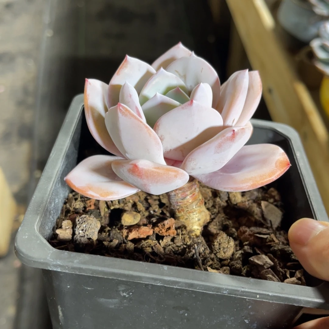 奶茶老桩 一物一拍不支持退换