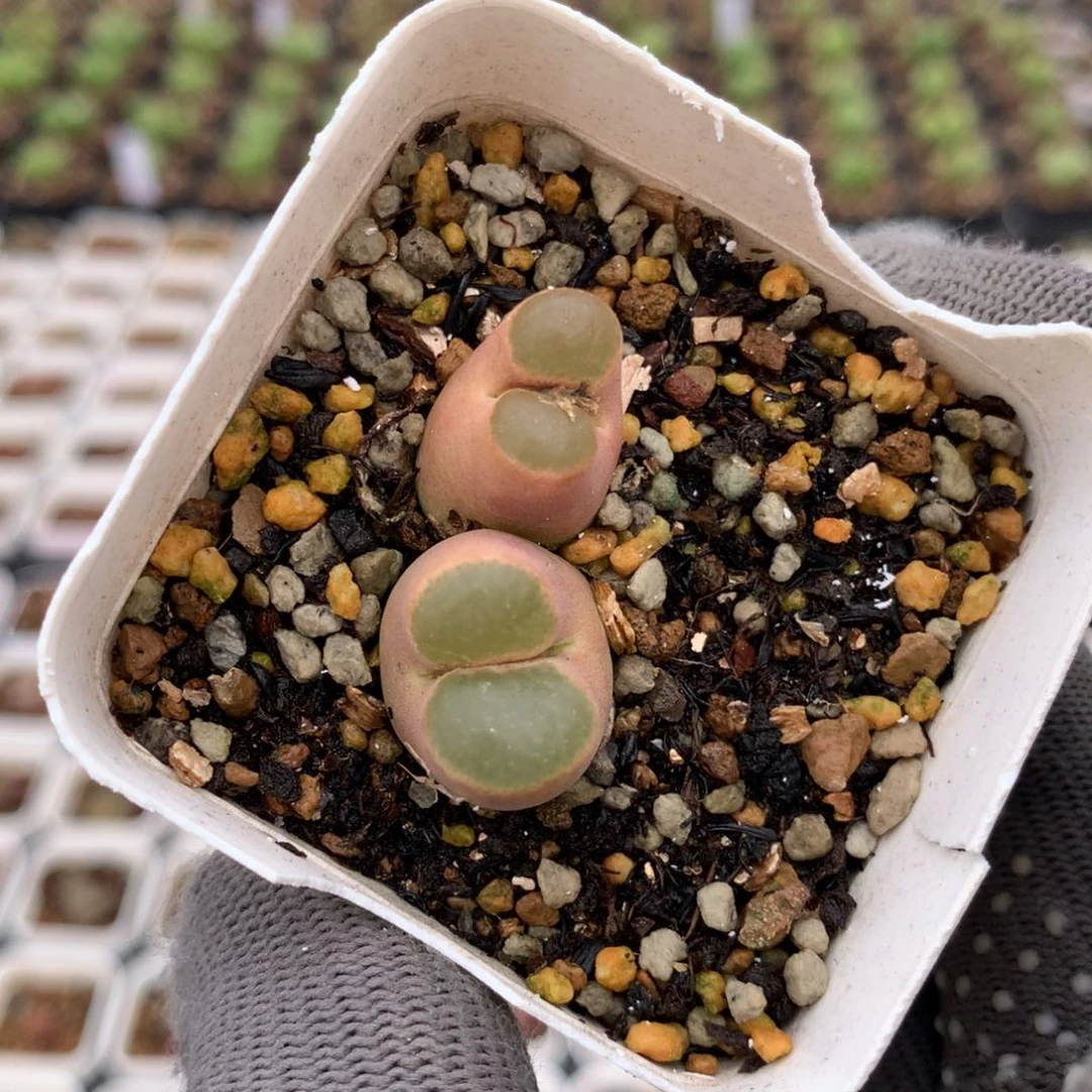 磁铁风铃母本双头