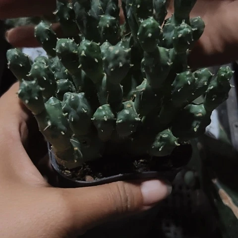 当前无花栽培后可以开花670仙人球