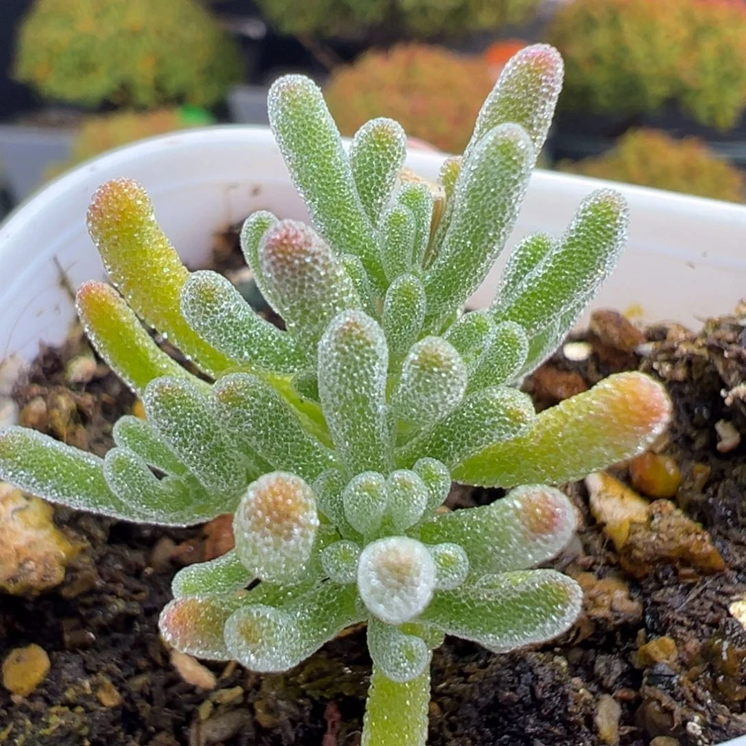 dy5687小可爱实生冰霜杂冠幅3cm