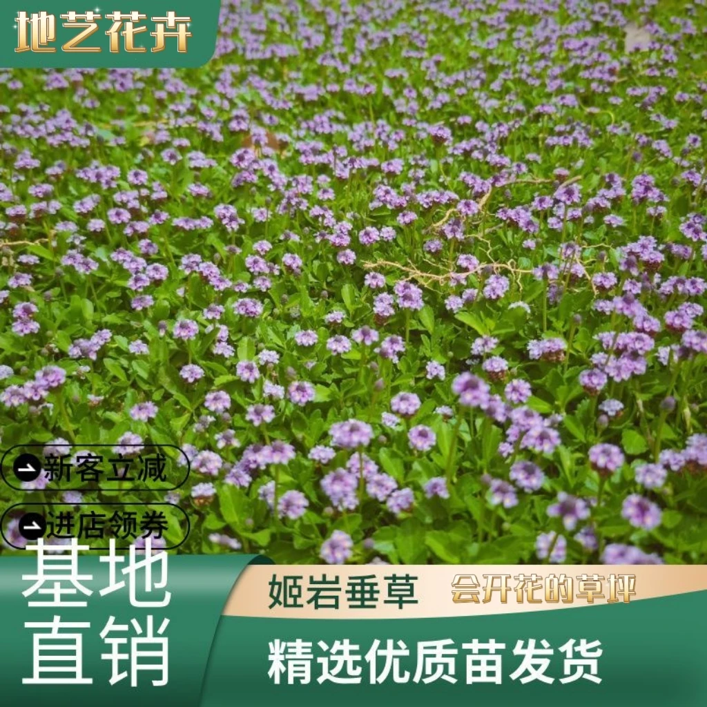 姬岩垂草园晶草开花草坪耐踩踏庭院地被植物耐晒耐寒多年生好养护