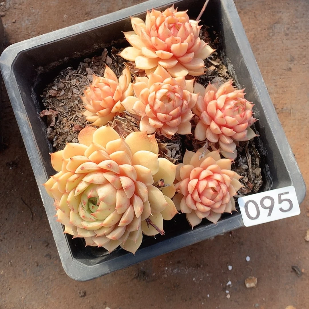 095 一物一拍多肉