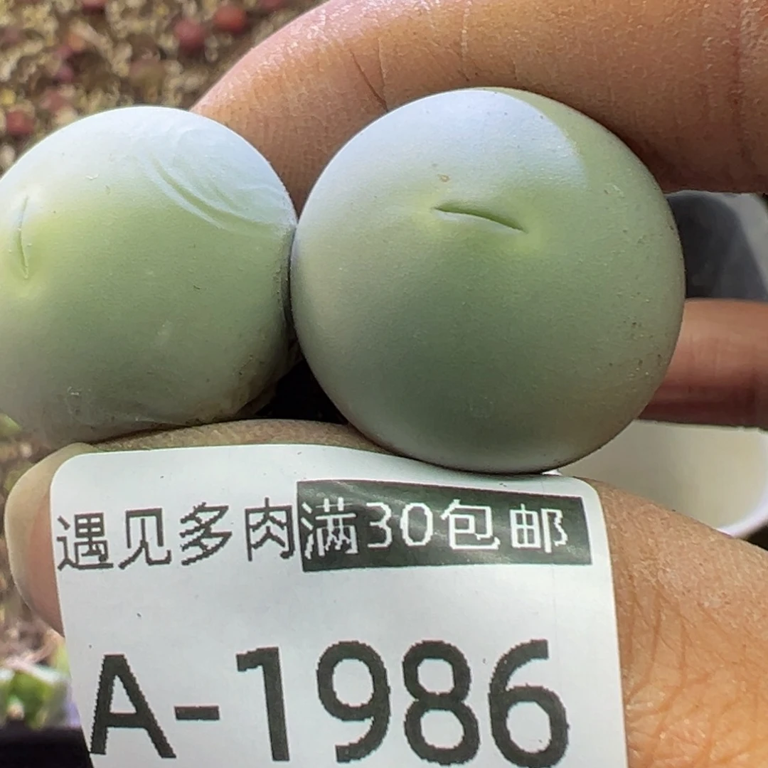 多肉植物111111111111111