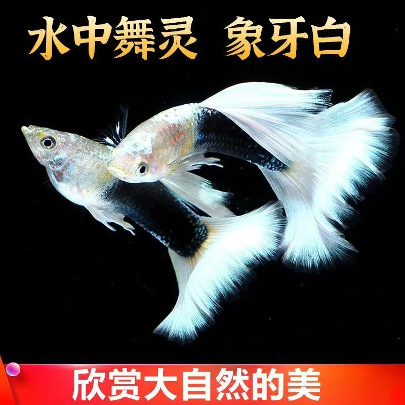 【独立包装】象牙白 孔雀鱼 观赏鱼 纯种精品淡水鱼好养可繁殖