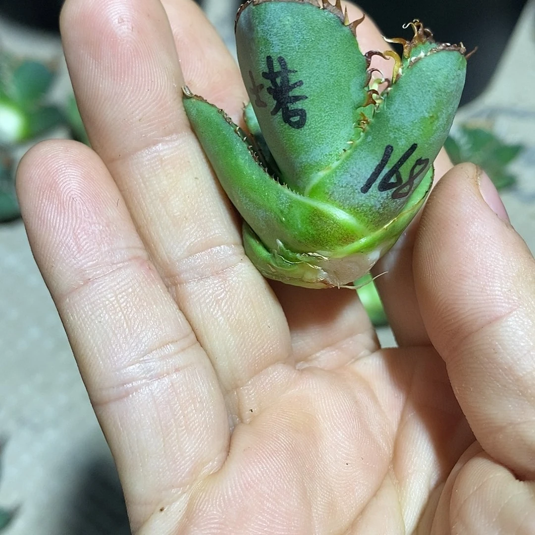 多肉植物龙蛇兰植物