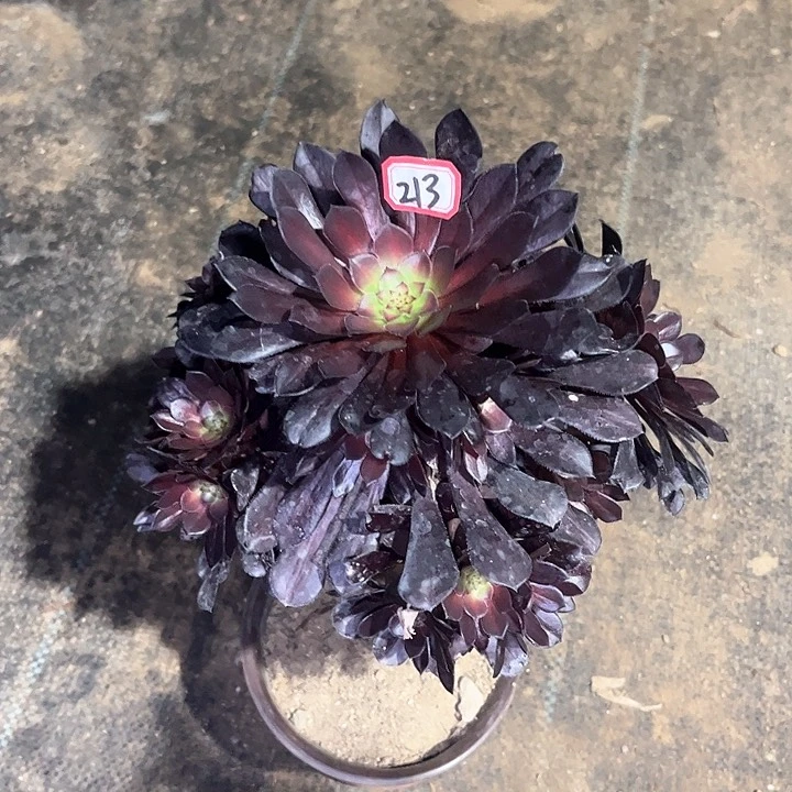 一物一拍多肉黑铜中班213