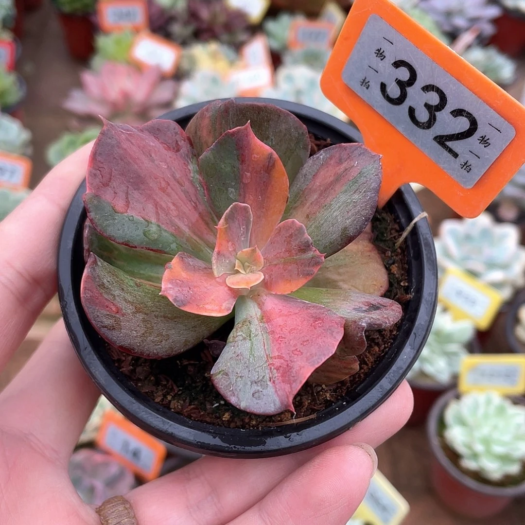 彩锦332号多肉植物