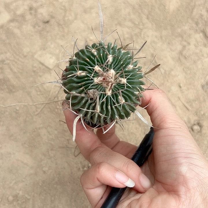 拐***牛恭喜发财。