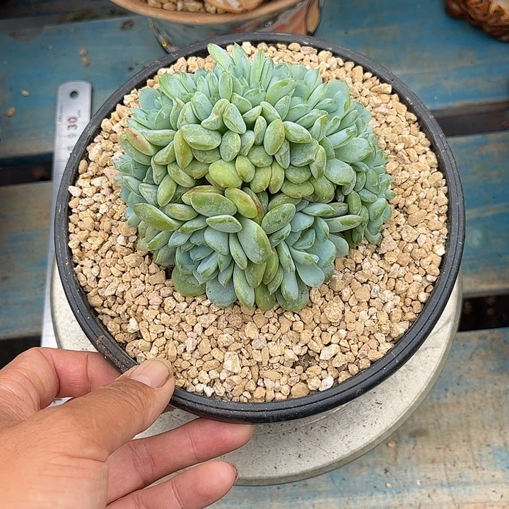 雪妍冰魄多肉植物