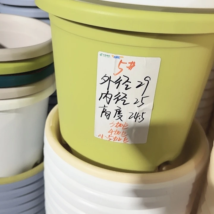 四季5号果绿无托10个特价微瑕