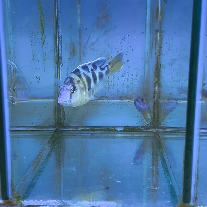 遥****慈鲷鱼283号1111111