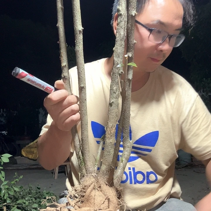 用****1盆景素材木板夏