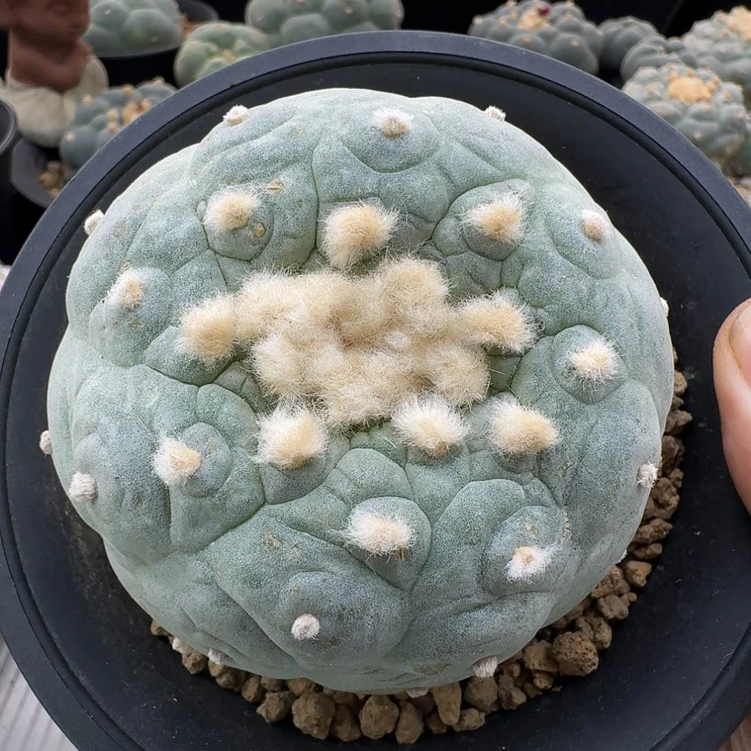 白肌乱皱优仙人球1118