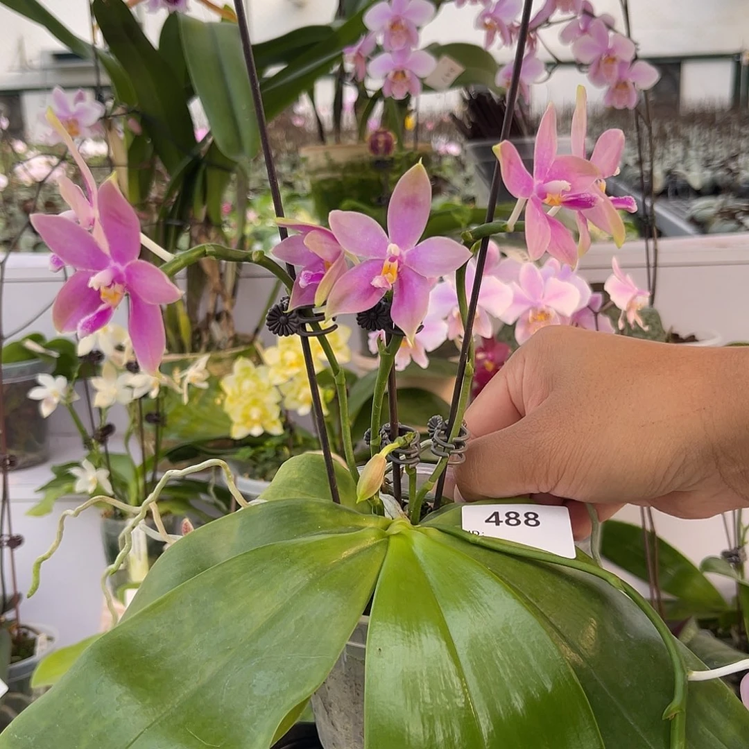 完全开放488 3寸五梗美C 一物一拍