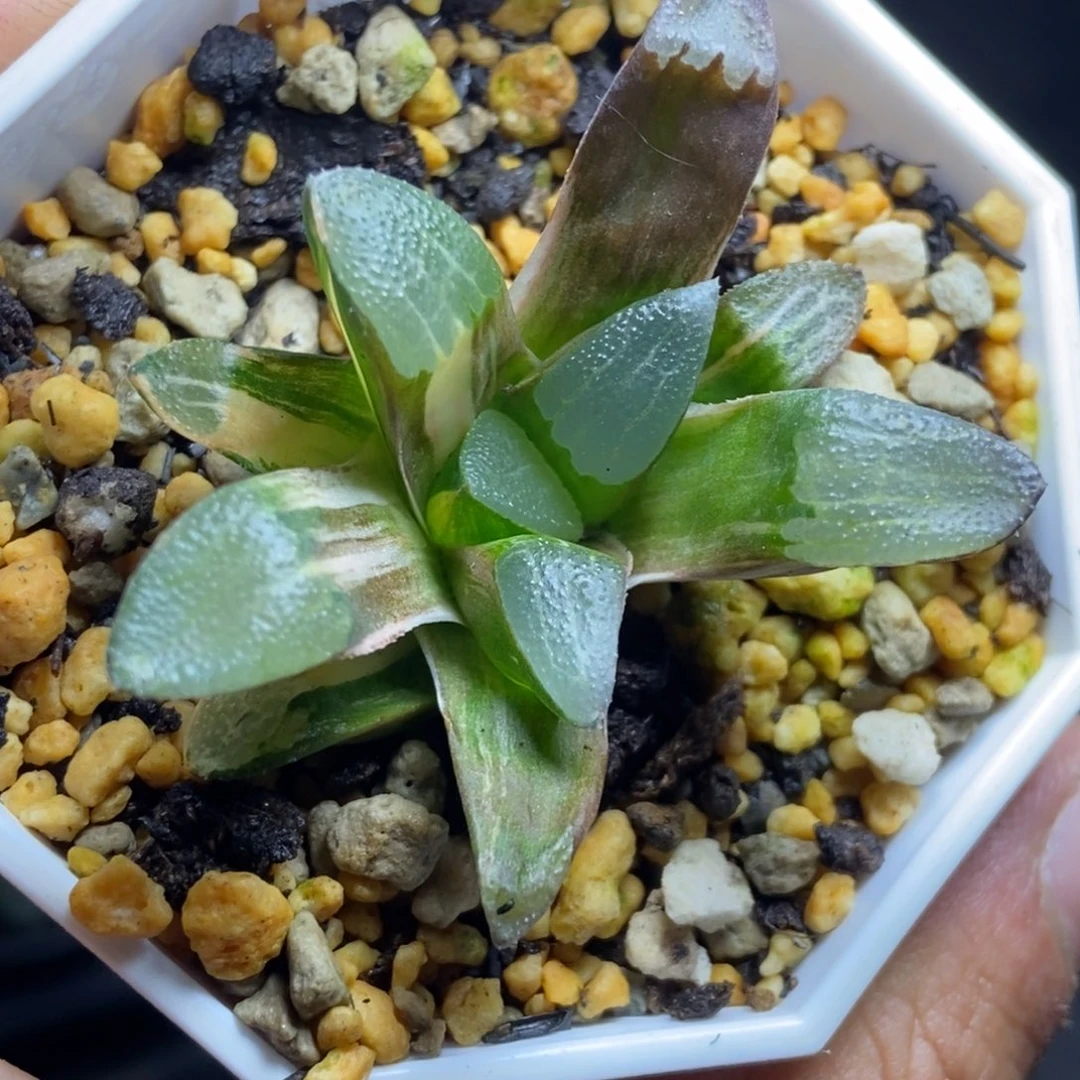 特价克锦一物一拍