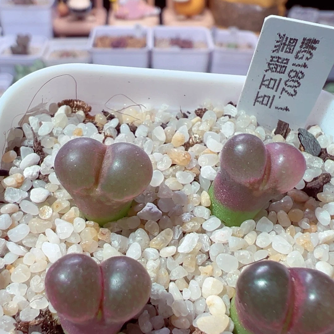 柴****917-826多肉多肉黑眼豆豆