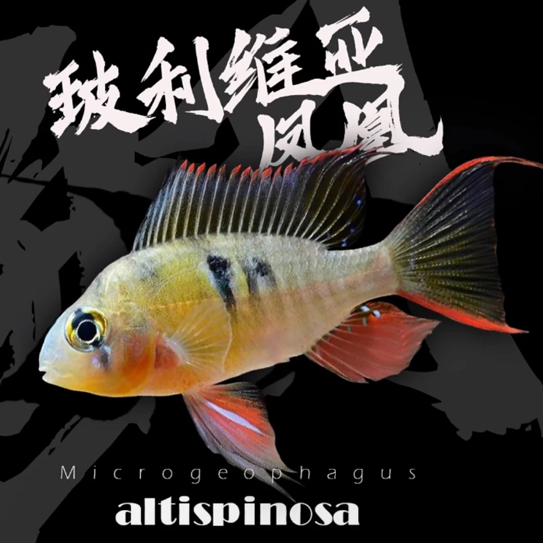 玻利维亚凤凰鱼·中小型热带观赏鱼慈鲷淡水南美短鲷好养耐活