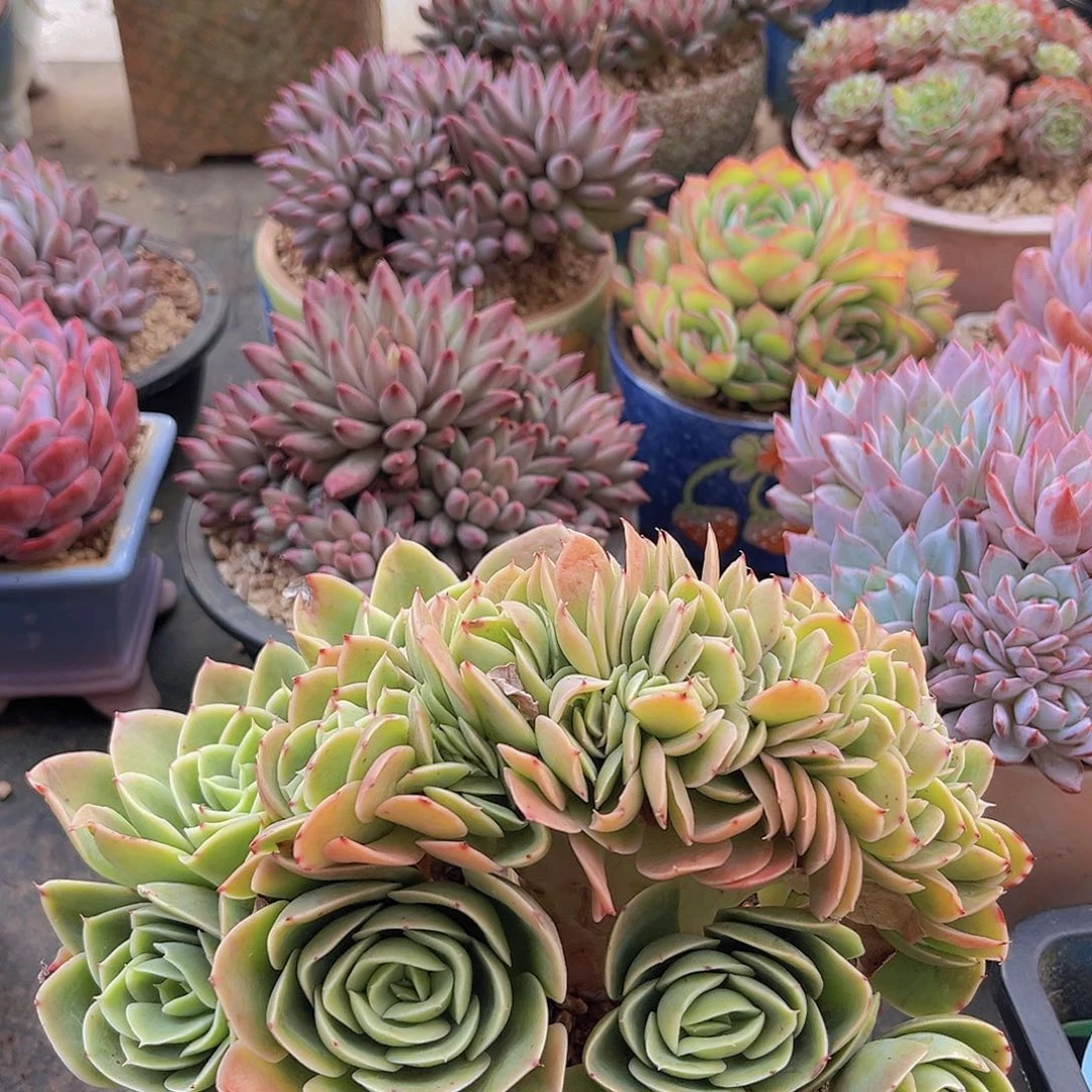 3760星娜塔缀多肉植物