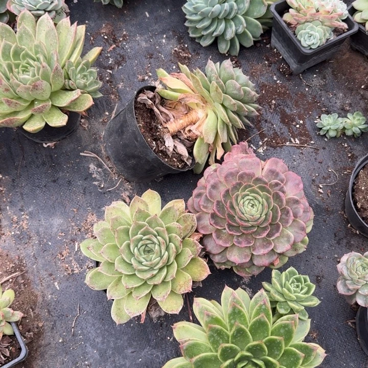 母本区大麦秆两颗量拍11-15