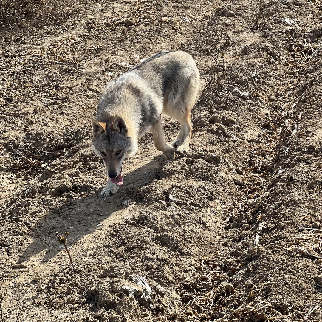 捷克狼犬(双血统)