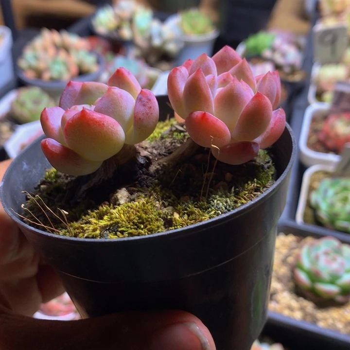 精控双头一物一拍