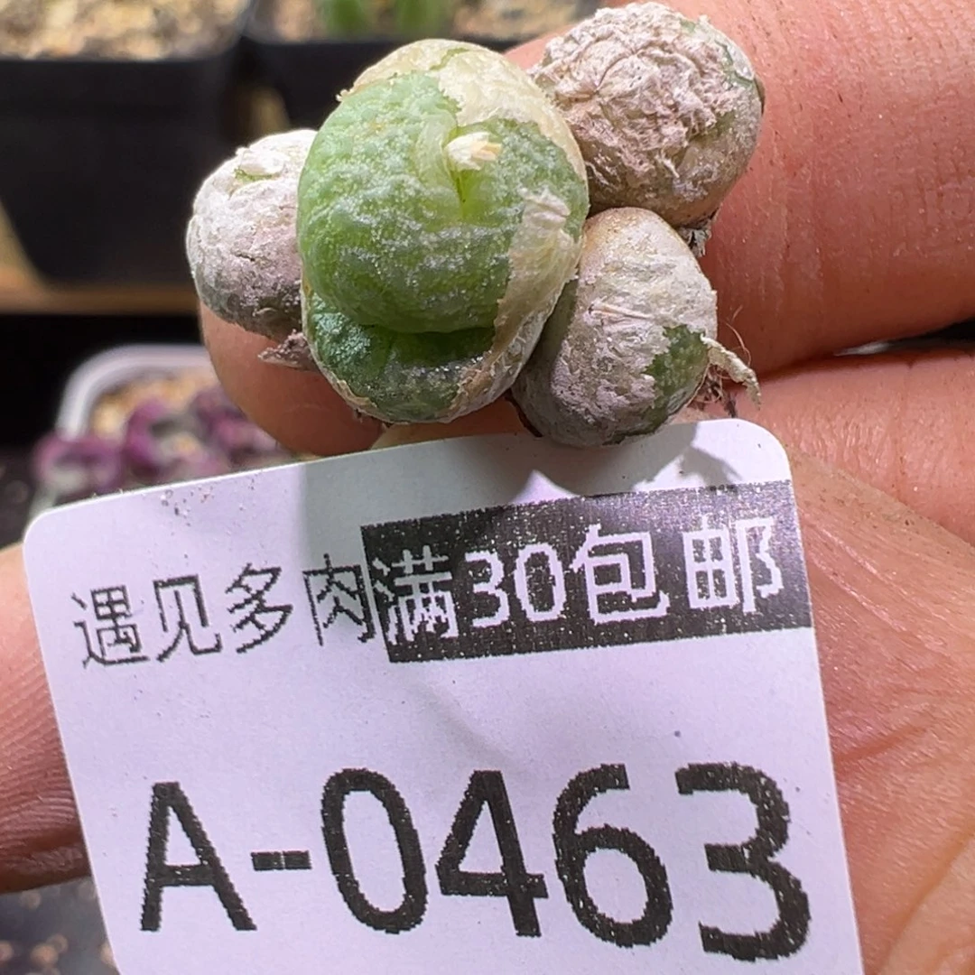 多肉植物11111111111