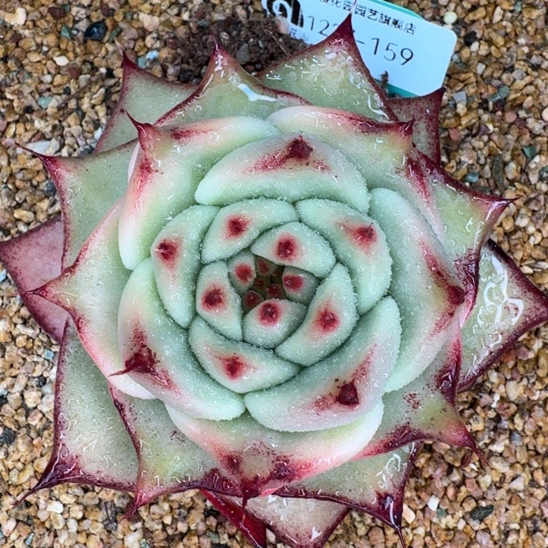 从前慢多肉精选编号1227.159