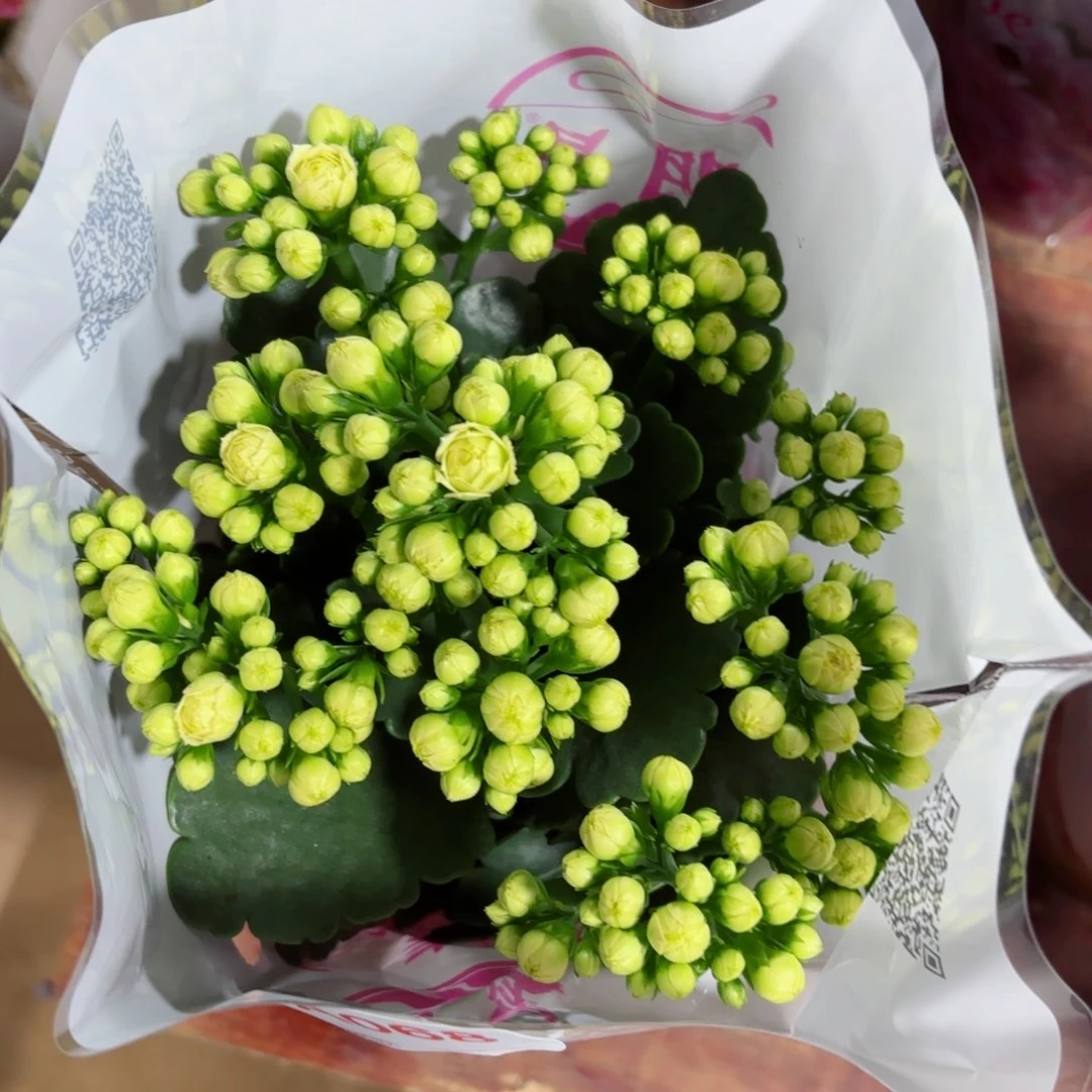 A068长寿花一颗一颗