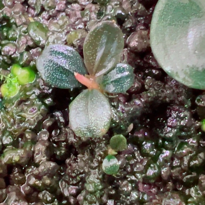 福利51福利一头植物