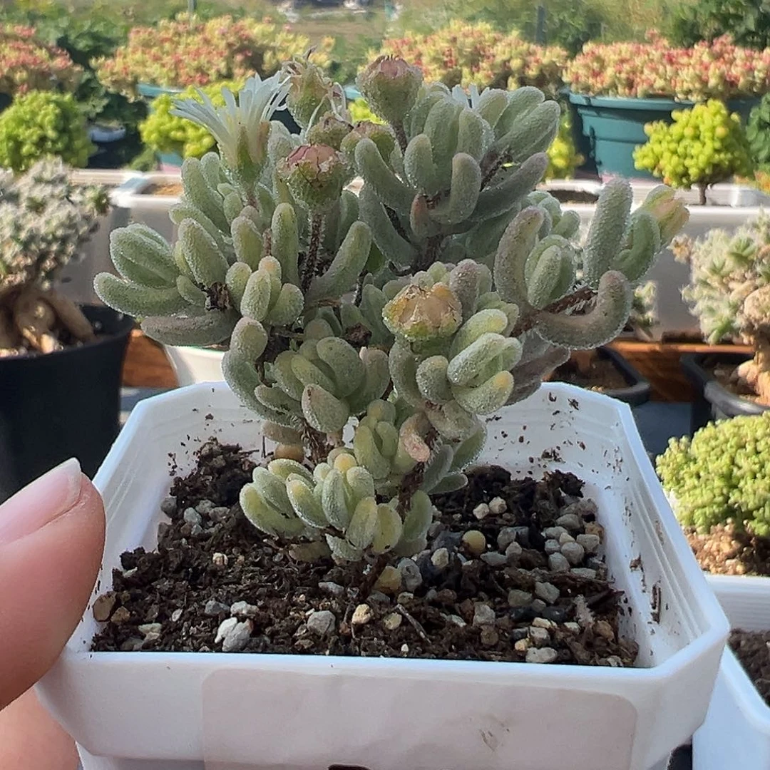 307号橙叶锦5.13多肉