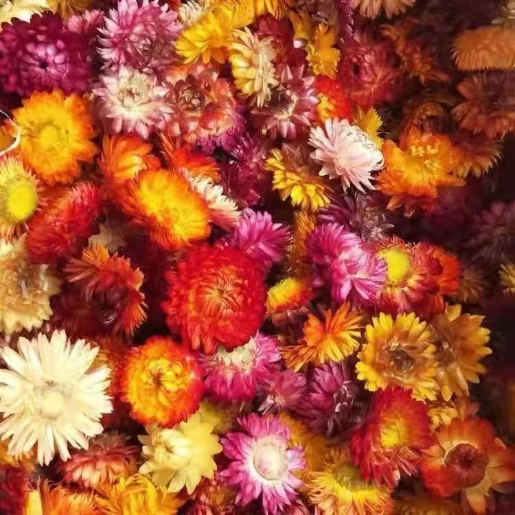 初醒云物【九品藏彩莲】永生花、大山自然晒干无硫熏