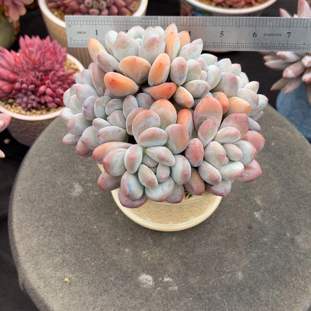 香水多肉一物一拍