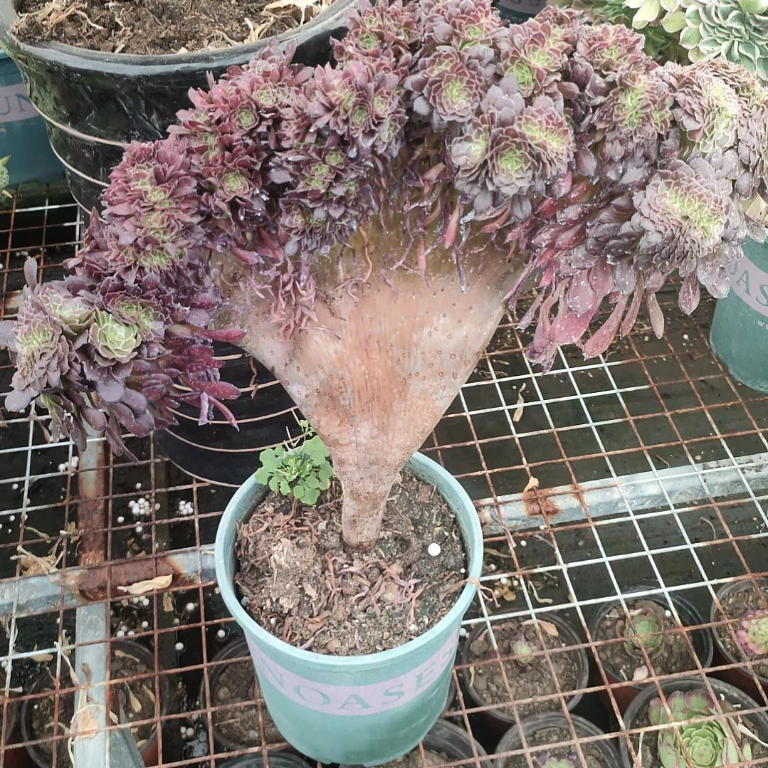 多肉法师锦铜壶朵朵缀化